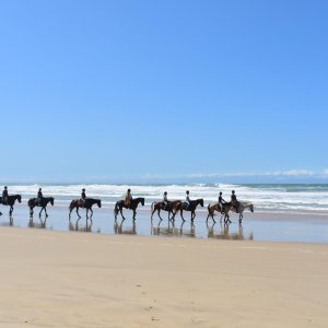 CAVALOS NA AREIA